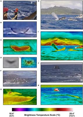 <mark class="highlighted">Thermal Imaging</mark> and Biometrical Thermography of Humpback Whales